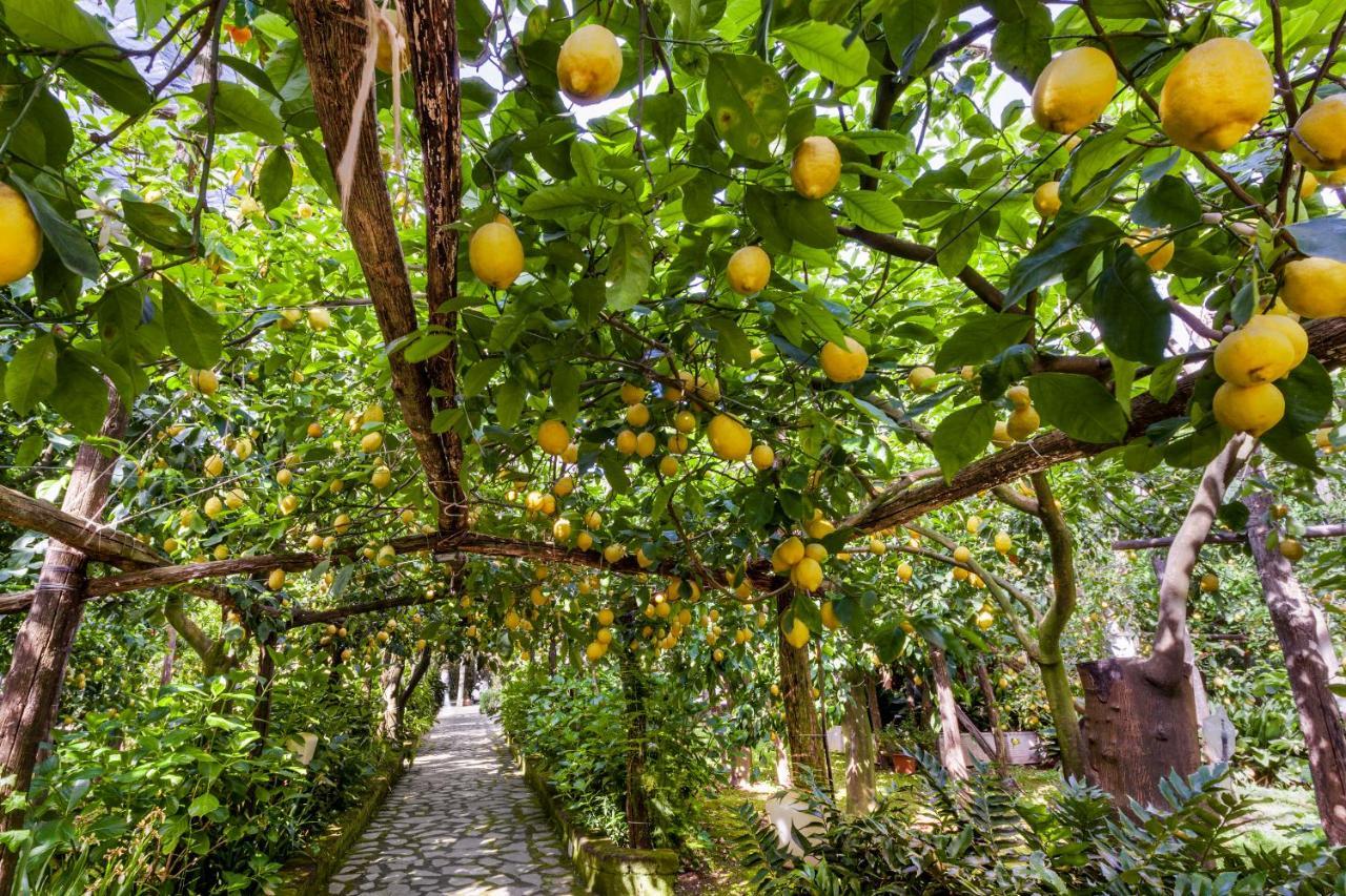 Villa Maresca B&B Piano di Sorrento Kültér fotó